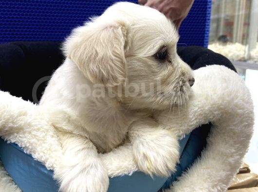 Ev Doğumlu Teacup Maltipoo